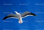Seagull, Carmel, California, ABGV02P05_01