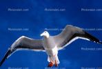 Seagull, Carmel, California, ABGV02P05_07