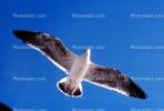 Seagull, Carmel, California, ABGV02P05_09