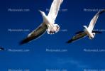 Seagulls, Carmel, California, ABGV02P05_10