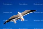 Seagulls, Carmel, California, ABGV02P05_12