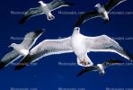 Seagulls, Carmel, California, ABGV02P05_13