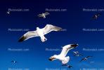Seagulls, Carmel, California, ABGV02P05_15