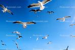 Seagulls, Carmel, California, ABGV02P06_08