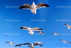 Seagulls, Carmel, California, ABGV02P06_09