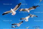 Seagulls, Carmel, California, ABGV02P06_11