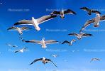 Seagulls, Carmel, California, ABGV02P06_16