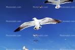 Seagulls, Carmel, California, ABGV02P07_08
