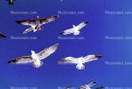 Seagulls, Carmel, California, ABGV02P07_14