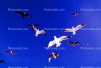 Seagulls, Carmel, California, ABGV02P07_15