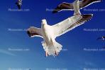 Seagulls, Carmel, California, ABGV02P08_01