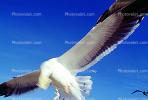 Seagulls, Carmel, California, ABGV02P08_03