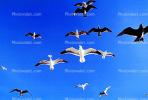 Seagulls, Carmel, California, ABGV02P08_08