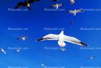 Seagulls, Carmel, California, ABGV02P08_10