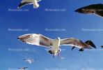 Seagulls, Carmel, California, ABGV02P08_11