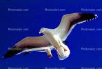 Seagull, Carmel, California, ABGV02P08_12