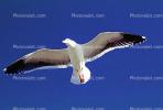 Seagull, Carmel, California, ABGV02P08_13