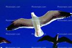 Seagulls, Carmel, California, ABGV02P08_14