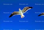 Seagulls, Carmel, California, ABGV02P08_15