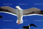 Seagulls, Carmel, California, ABGV02P08_18
