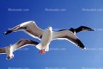 Seagulls, Carmel, California, ABGV02P08_19