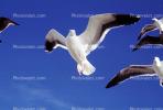 Seagulls, Carmel, California, ABGV02P09_02