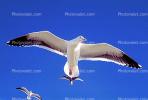 Seagulls, Carmel, California, ABGV02P09_04