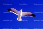 Seagull, Carmel, California, ABGV02P09_05