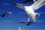 Seagulls, Carmel, California, ABGV02P09_10