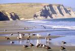 Seagulls, Drakes Bay, beach, sand, cliffs, ABGV02P14_14