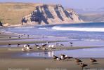 Seagulls, Drakes Bay, beach, sand, cliffs, ABGV02P14_15