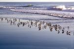 waves, shorebirds, Drakes Bay, ABGV03P01_07