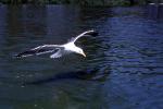 Wings Spread, landing seagull, water, ABGV03P03_07