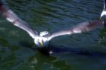 Wings Spread, landing seagull, water, ABGV03P03_11