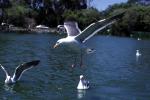 Wings Spread, landing seagull, water