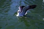 Wings Spread, landing seagull, water, ABGV03P03_14