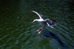 Wings Spread, landing seagull, water, ABGV03P03_16