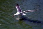 Wings Spread, landing seagull, water, ABGV03P03_17