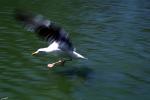 Wings Spread, landing seagull, water, ABGV03P03_18