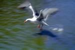 Wings Spread, landing seagull, water, ABGV03P03_19