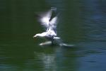 Wings Spread, landing seagull, water, ABGV03P04_01