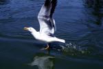 Wings Spread, landing seagull, water