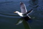 Wings Spread, landing seagull, water, ABGV03P04_11