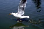 Wings Spread, landing seagull, water, ABGV03P04_13