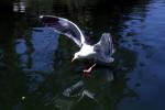 Wings Spread, landing seagull, water, ABGV03P04_14