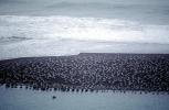 Seagulls, Russian River Mouth, Sonoma County, California, USA, ABGV03P05_17
