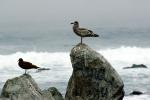 Seagull on a Rock