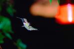 Hummingbird, Fight, Hover, Hovering, Flying, fly, beak, ABHV01P01_04.1708