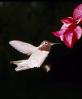 Hummingbird, Fight, Hover, Hovering, Flying, fly, beak, Irvine, California, ABHV01P01_16.1708