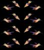 Patterns of Hummingbird, ABHV01P02_10B